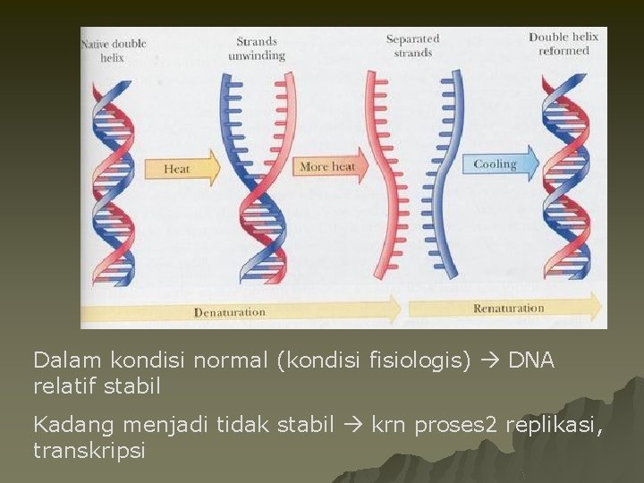 Dalam kondisi normal (kondisi fisiologis) DNA relatif stabil Kadang menjadi tidak stabil krn proses