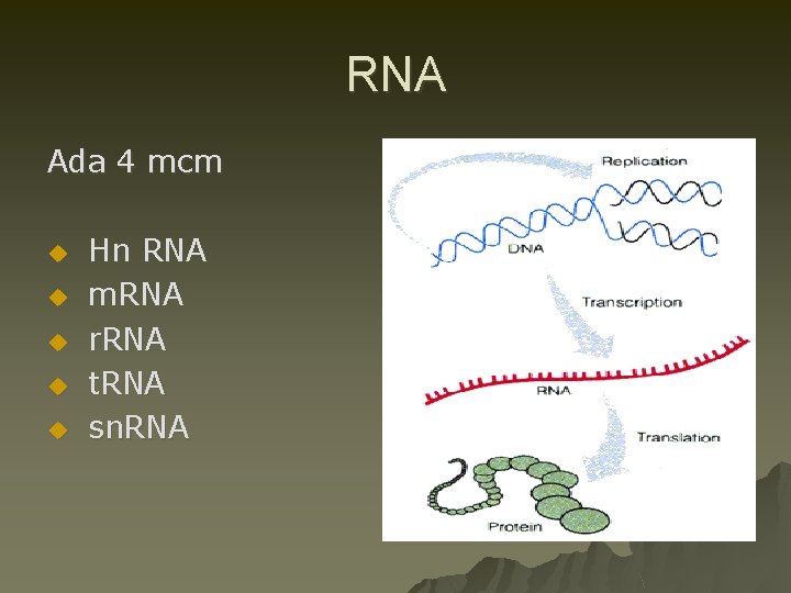 RNA Ada 4 mcm u u u Hn RNA m. RNA r. RNA t.