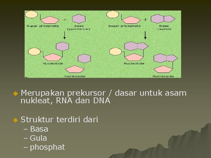 u u Merupakan prekursor / dasar untuk asam nukleat, RNA dan DNA Struktur terdiri