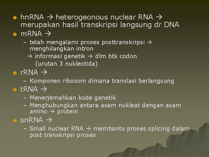 u u hn. RNA heterogeonous nuclear RNA merupakan hasil transkripsi langsung dr DNA m.