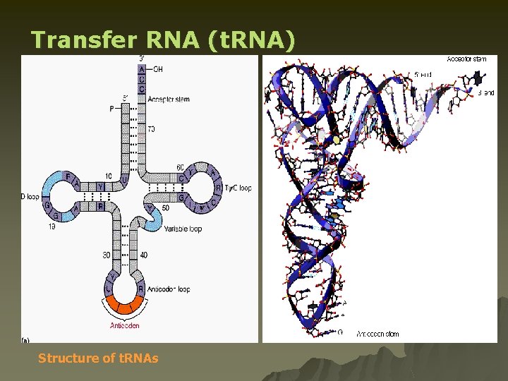 Transfer RNA (t. RNA) composed of a nucleic acid and a specific amino acid