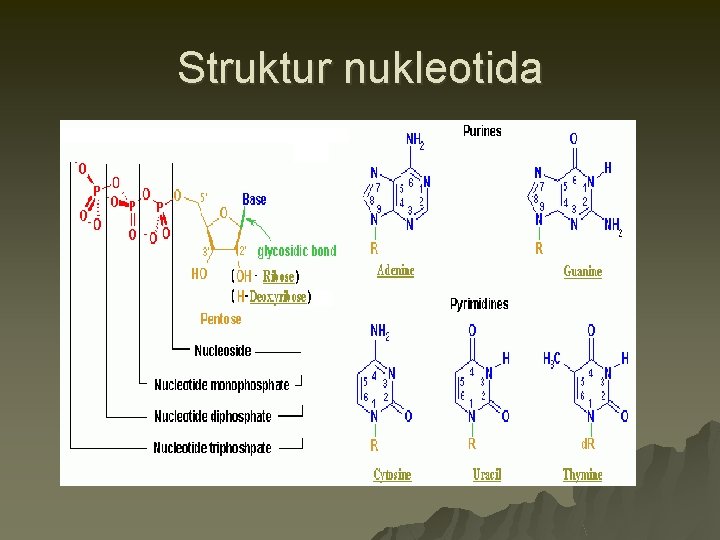 Struktur nukleotida 