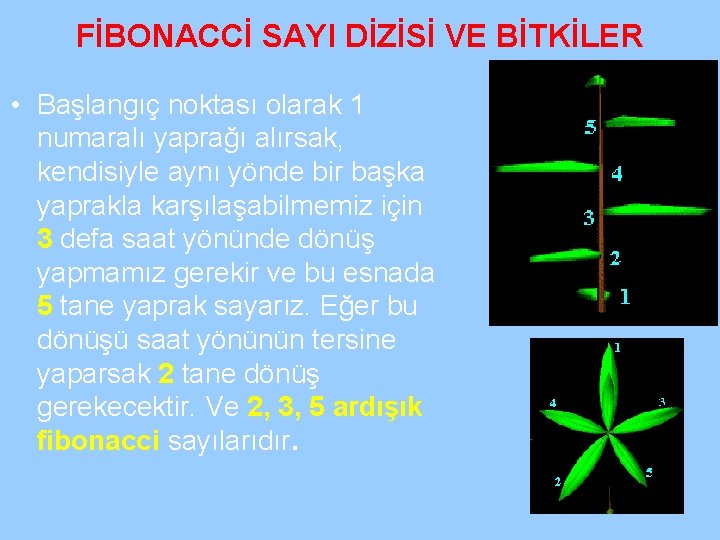 FİBONACCİ SAYI DİZİSİ VE BİTKİLER • Başlangıç noktası olarak 1 numaralı yaprağı alırsak, kendisiyle