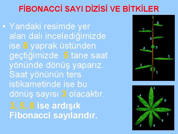 FİBONACCİ SAYI DİZİSİ VE BİTKİLER • Yandaki resimde yer alan dalı incelediğimizde ise 8