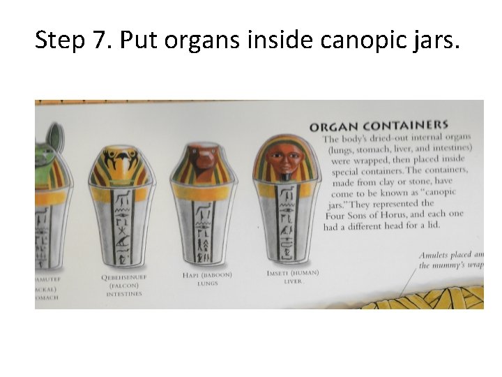 Step 7. Put organs inside canopic jars. 