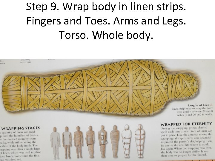 Step 9. Wrap body in linen strips. Fingers and Toes. Arms and Legs. Torso.