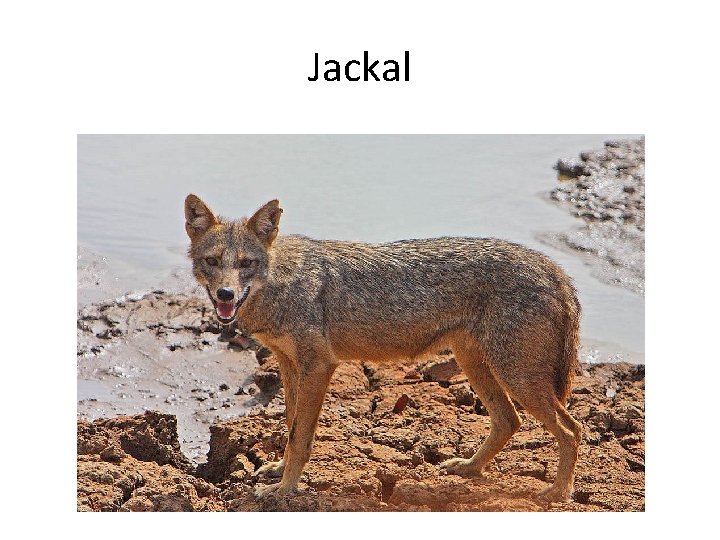 Jackal 