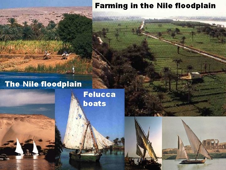 Farming in the Nile floodplain The Nile floodplain Felucca boats 