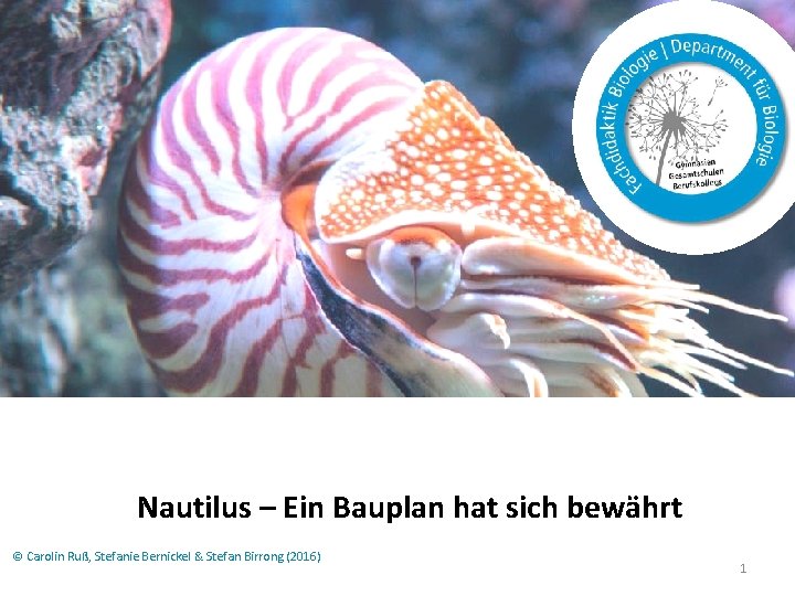 Nautilus – Ein Bauplan hat sich bewährt © Carolin Ruß, Stefanie Bernickel & Stefan