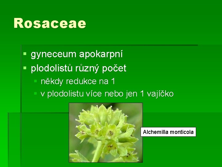 Rosaceae § gyneceum apokarpní § plodolistů různý počet § někdy redukce na 1 §