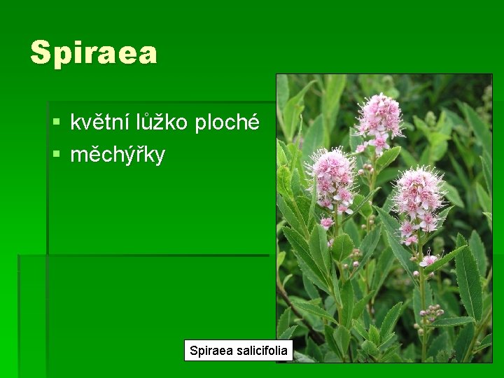 Spiraea § květní lůžko ploché § měchýřky Spiraea salicifolia 