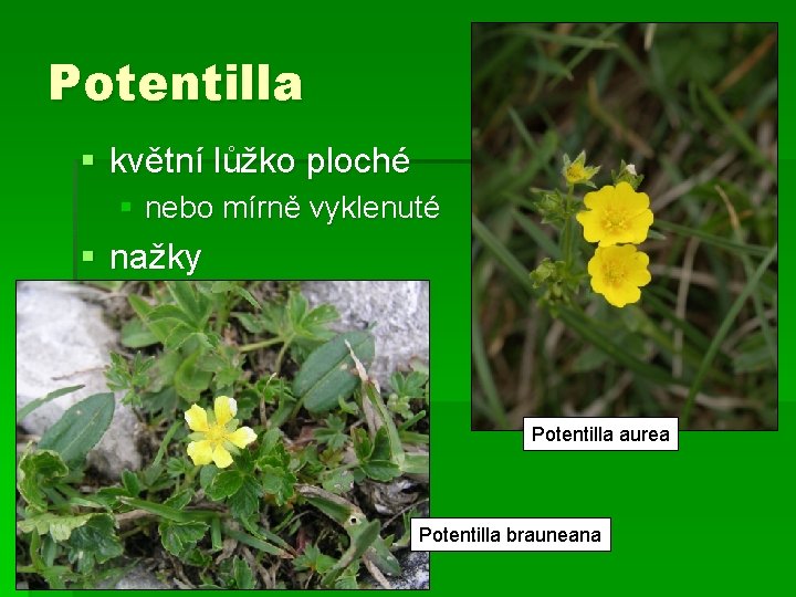 Potentilla § květní lůžko ploché § nebo mírně vyklenuté § nažky Potentilla aurea Potentilla
