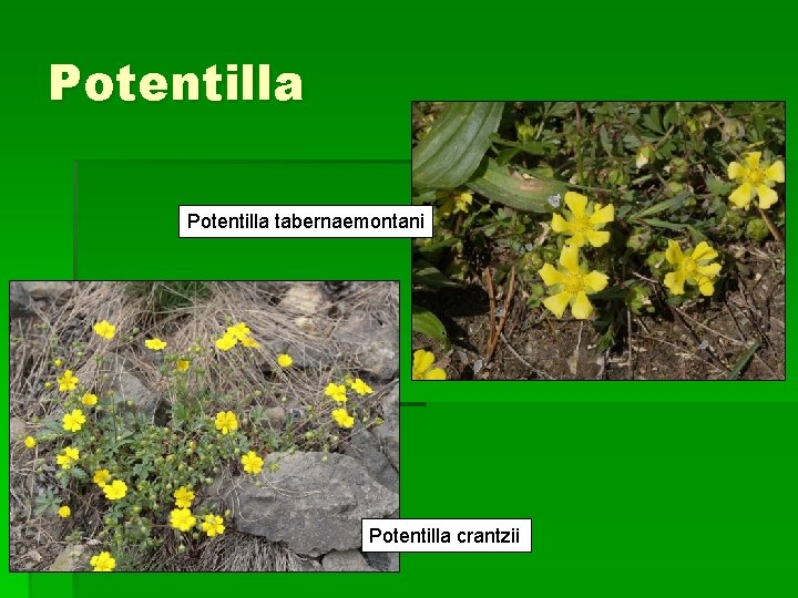 Potentilla tabernaemontani Potentilla crantzii 