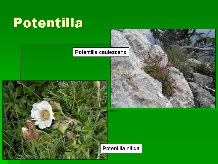 Potentilla caulescens Potentilla nitida 