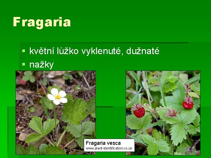 Fragaria § květní lůžko vyklenuté, dužnaté § nažky Fragaria vesca www. plant-identification. co. uk