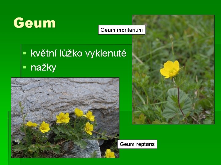 Geum montanum § květní lůžko vyklenuté § nažky Geum reptans 