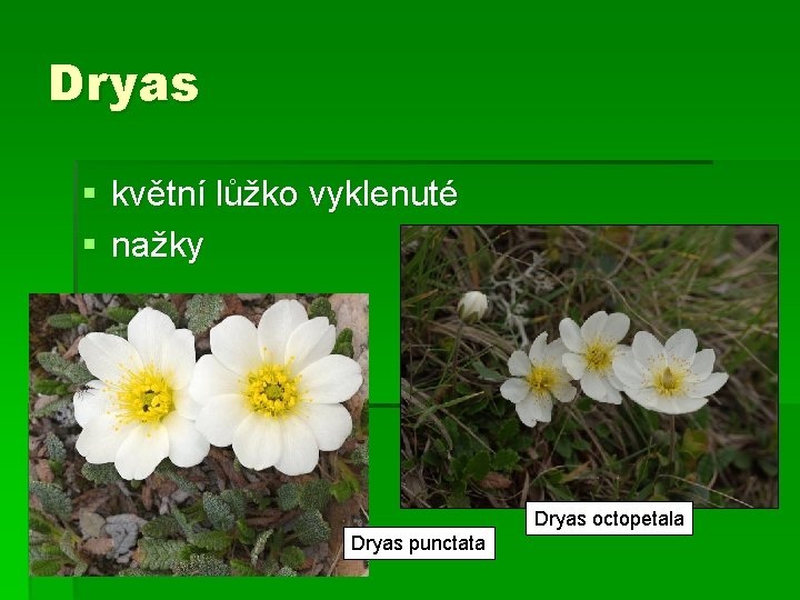 Dryas § květní lůžko vyklenuté § nažky Dryas octopetala Dryas punctata 