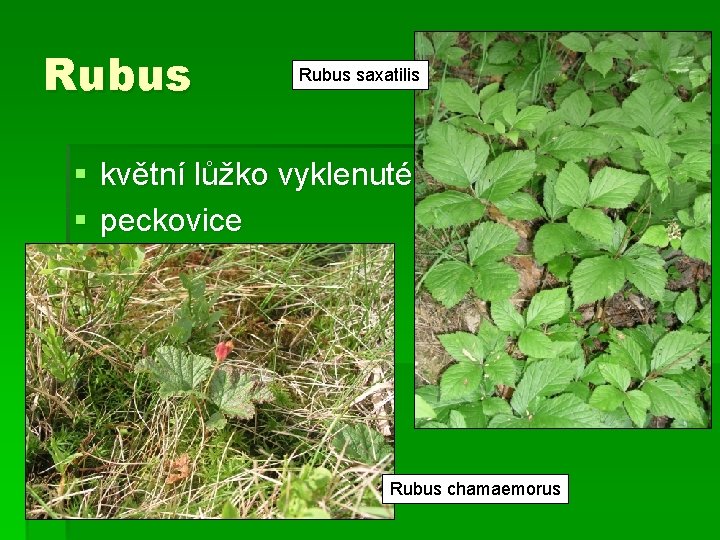 Rubus saxatilis § květní lůžko vyklenuté § peckovice Rubus chamaemorus 