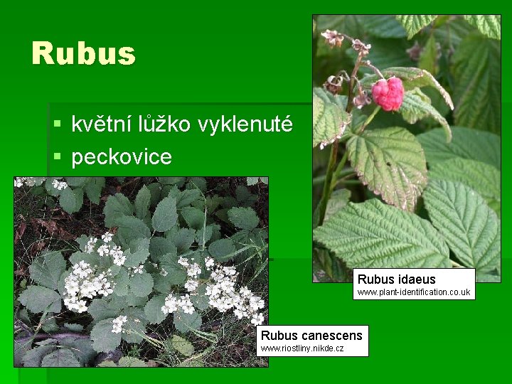 Rubus § květní lůžko vyklenuté § peckovice Rubus idaeus www. plant-identification. co. uk Rubus