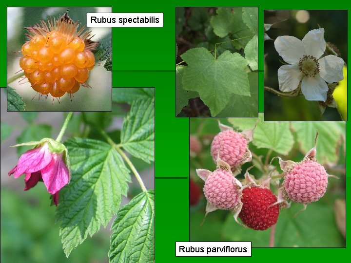 Rubus spectabilis Rubus parviflorus 