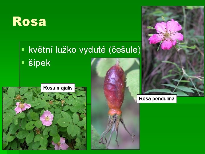 Rosa § květní lůžko vyduté (češule) § šípek Rosa majalis Rosa pendulina 