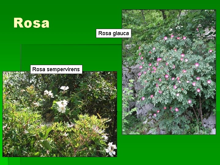 Rosa sempervirens Rosa glauca 