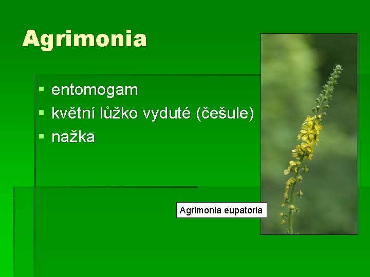 Agrimonia § § § entomogam květní lůžko vyduté (češule) nažka Agrimonia eupatoria 