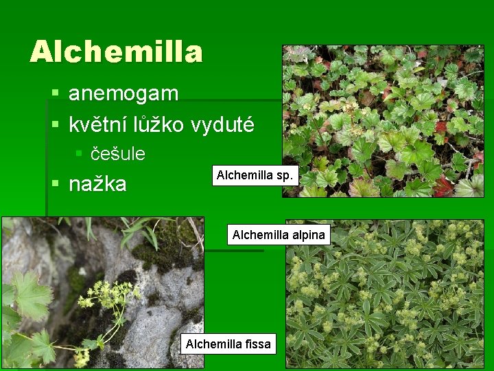 Alchemilla § anemogam § květní lůžko vyduté § češule § nažka Alchemilla sp. Alchemilla