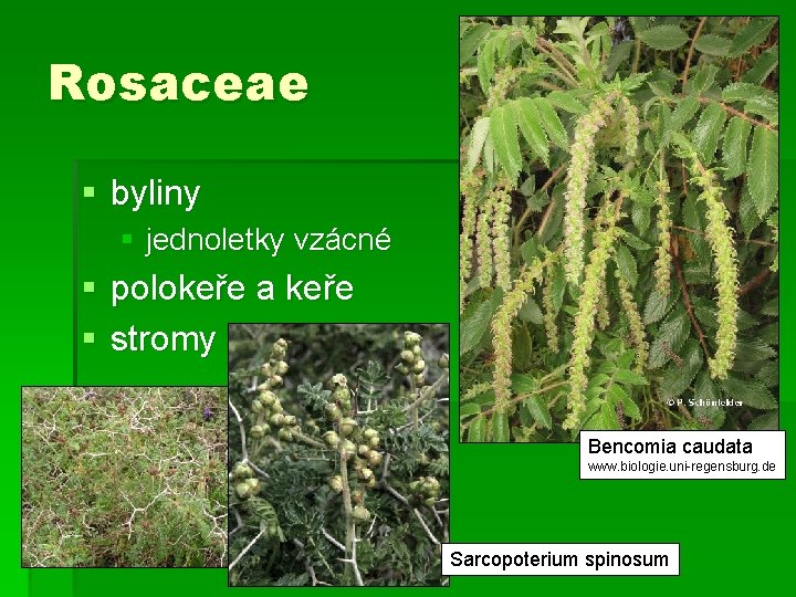 Rosaceae § byliny § jednoletky vzácné § polokeře a keře § stromy Bencomia caudata