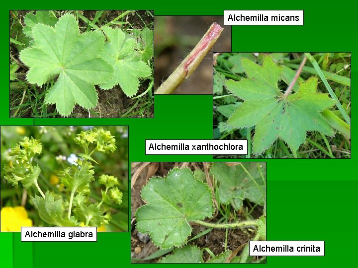 Alchemilla micans Alchemilla xanthochlora Alchemilla glabra Alchemilla crinita 