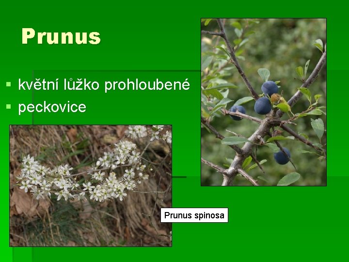 Prunus § květní lůžko prohloubené § peckovice Prunus spinosa 