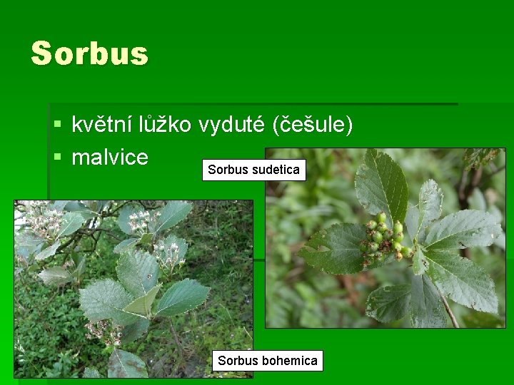 Sorbus § květní lůžko vyduté (češule) § malvice Sorbus sudetica Sorbus bohemica 