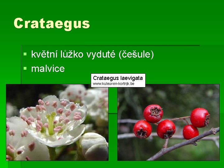 Crataegus § květní lůžko vyduté (češule) § malvice Crataegus laevigata www. kuleuven-kortrijk. be 