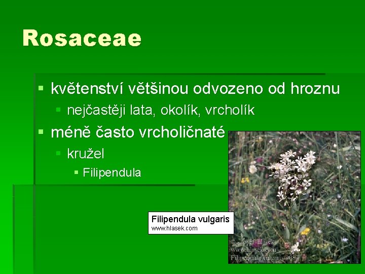 Rosaceae § květenství většinou odvozeno od hroznu § nejčastěji lata, okolík, vrcholík § méně