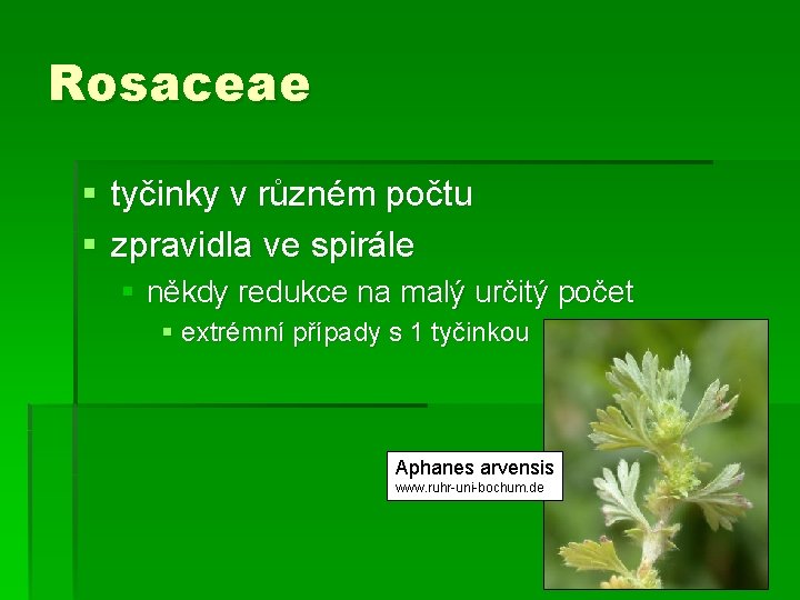 Rosaceae § tyčinky v různém počtu § zpravidla ve spirále § někdy redukce na