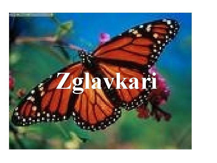 Zglavkari 