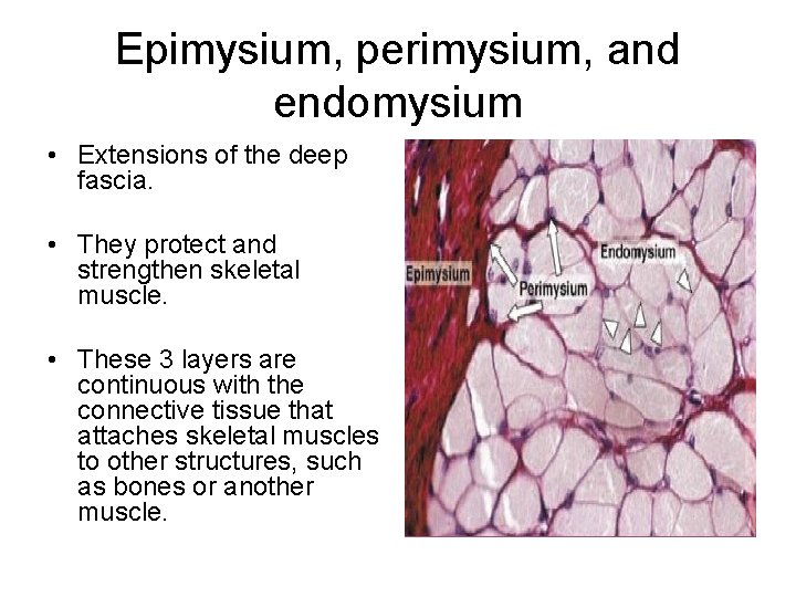 Epimysium, perimysium, and endomysium • Extensions of the deep fascia. • They protect and