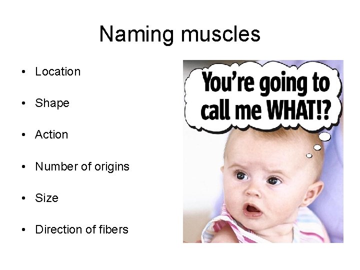Naming muscles • Location • Shape • Action • Number of origins • Size