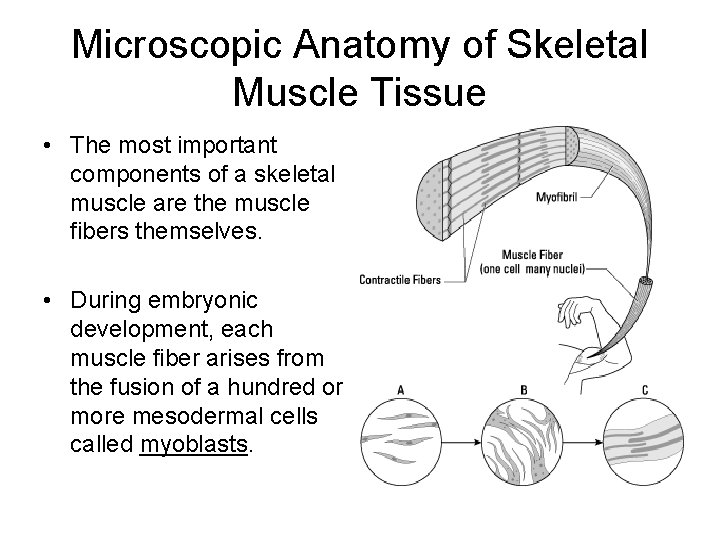 Microscopic Anatomy of Skeletal Muscle Tissue • The most important components of a skeletal