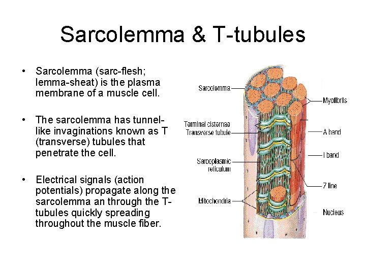 Sarcolemma & T-tubules • Sarcolemma (sarc-flesh; lemma-sheat) is the plasma membrane of a muscle