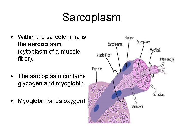 Sarcoplasm • Within the sarcolemma is the sarcoplasm (cytoplasm of a muscle fiber). •