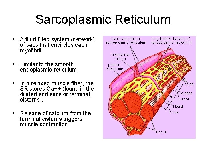 Sarcoplasmic Reticulum • A fluid-filled system (network) of sacs that encircles each myofibril. •