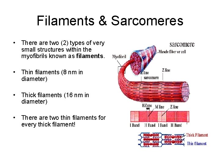 Filaments & Sarcomeres • There are two (2) types of very small structures within