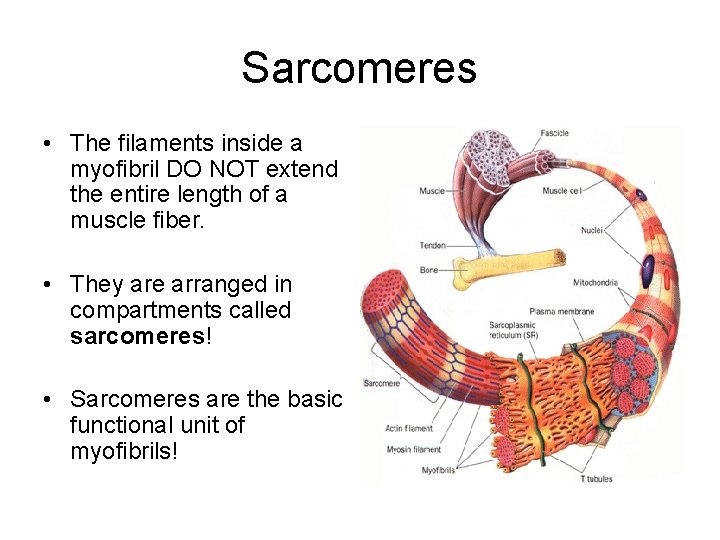 Sarcomeres • The filaments inside a myofibril DO NOT extend the entire length of