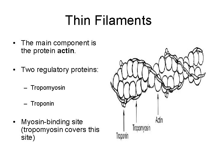 Thin Filaments • The main component is the protein actin. • Two regulatory proteins: