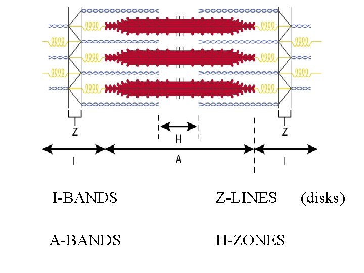 I-BANDS Z-LINES A-BANDS H-ZONES (disks) 