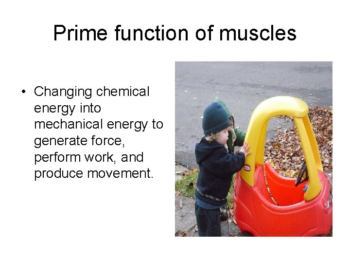Prime function of muscles • Changing chemical energy into mechanical energy to generate force,