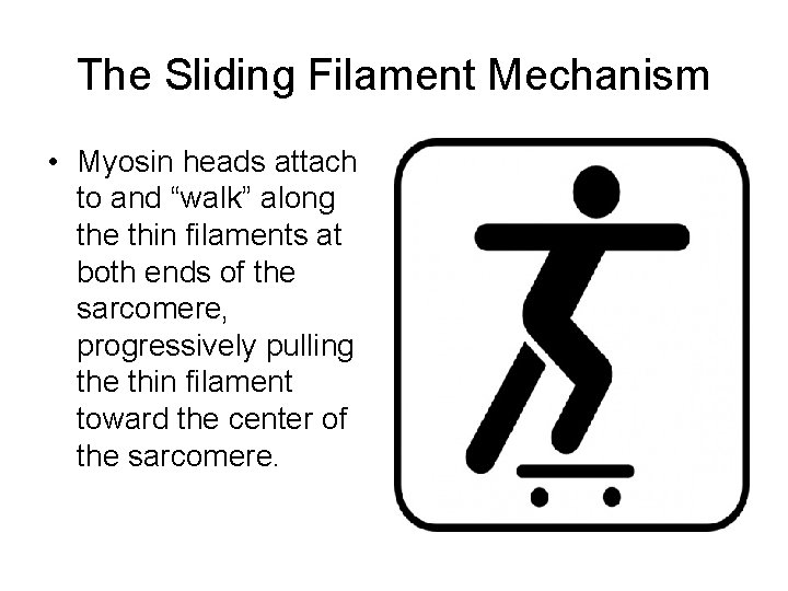 The Sliding Filament Mechanism • Myosin heads attach to and “walk” along the thin
