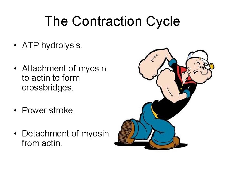 The Contraction Cycle • ATP hydrolysis. • Attachment of myosin to actin to form
