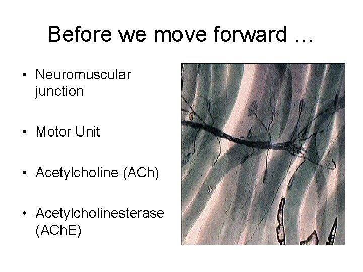 Before we move forward … • Neuromuscular junction • Motor Unit • Acetylcholine (ACh)